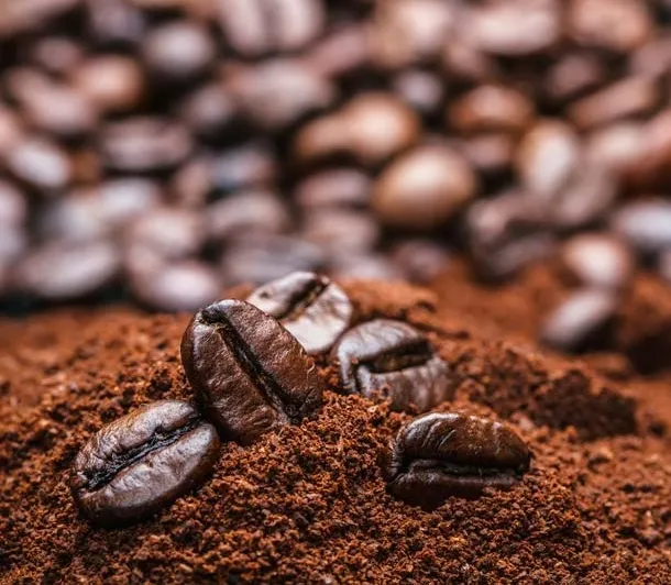 Robusta